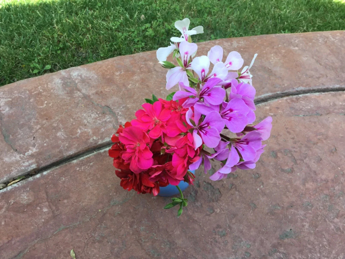Ivy Geranium Cuttings - 10 Rooting Cuttings in Four Colors - Pelargonium