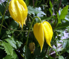 Golden Clematis Seeds (20 Seeds) - Clematis tangutica - Hardy Perennial Flowering Vine, Yellow Blooms