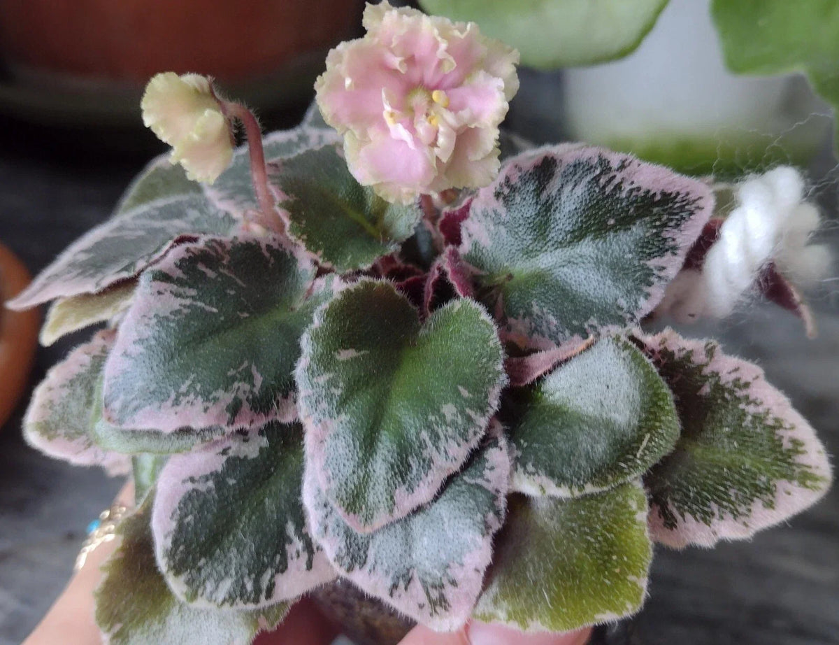 Mini African Violet Cuttings - 2 Fresh Unrooted Leaves - NL-KNYAGINYA Ol’ga - Perfect for Propagation and Plant Lovers