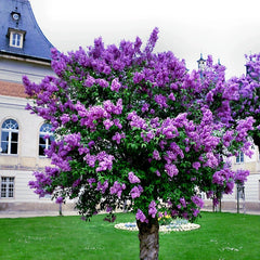 Common Lilac Tree Seeds - 20 Purple Flower Seeds - Fragrant Hardy Perennial Plant - Syringa vulgaris