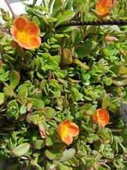 Coral Pink Purslane Cuttings - Single Flower Variety - Portulaca oleracea