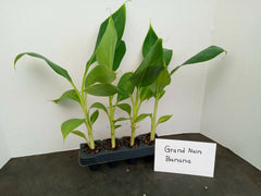 Grand Nain Banana Plants 4-Pack Starter Musa acuminata 4-10 Inches Tall