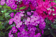 Le Mahdi Phlox Seeds - 100+ Count - Colorful Garden Flower Seeds - Phlox paniculata - USA Grown, Free Shipping