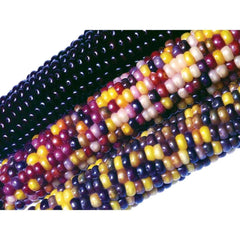 Ornamental Corn Seeds - Crossbow Variety - Fresh Seed - Zea mays subsp. mays