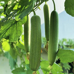 Tri Leaf Smooth Luffa Gourd Seeds - Medium Wide Sponge Variety - Perfect for 2025 Planting - Luffa cylindrica
