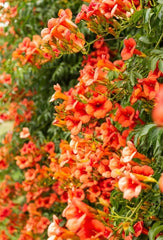 Orange Trumpet Vine Bareroot Plant - 8-16" Tall - Well Rooted Bright Orange Clusters - Campsis radicans