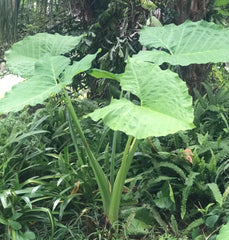 Colocasia 'Thai Giant' Elephant Ear Bare Root 19" Plant