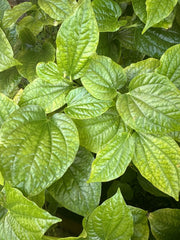 LOLOT TEXAS Live Plant Set of 3 - Lá lốt (Piper lolot) - Fresh Culinary Herb for Cooking and Gardening