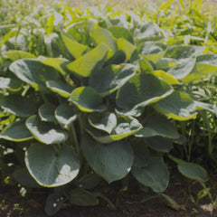 Giant Hosta Plant - Powder Blue - Fast-Growing Perennial - Hosta sieboldiana