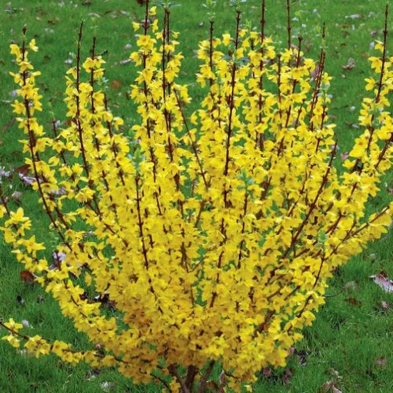 Forsythia Rooted Cuttings – 5 Fast Growing Plants – Bright Yellow Blooms – Forsythia x intermedia 'Mindor'