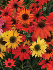 Echinacea Plugs, 4-Pack, Cheyenne Spirit Coneflower Mix, Echinacea x 'Cheyenne Spirit', Native, Bee Friendly, Zones 4-9