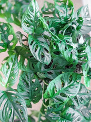 Monstera Adansonii Swiss Cheese Cuttings - Indoor/Outdoor House Plant, 3 Healthy Cuttings for Home Decor