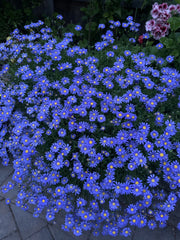 Blue Daisy Plant, 12-18 Inches Tall, Well Established Roots, Asteraceae Family, Hardy Perennial