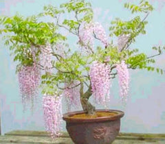 Rare Pink Wisteria Bonsai Tree Seeds, 5 Seeds - Flowering Bonsai, Wisteria floribunda