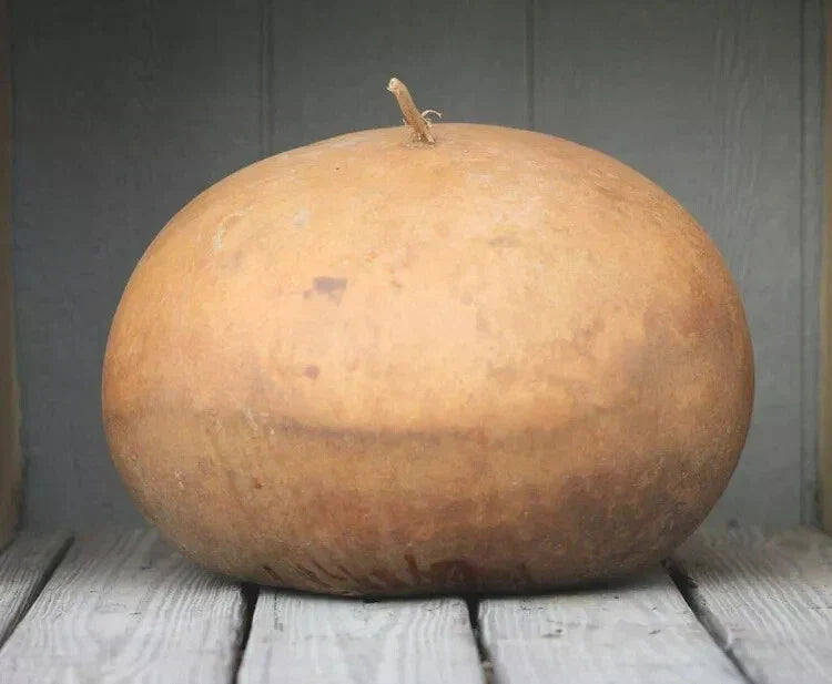 Basket Gourd Squash Seeds - 25+ Pack - Ideal for Garden Planting - USA Grown - Lagenaria siceraria