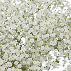 Baby's Breath Seeds - Non-GMO Flower Seeds - Gypsophila paniculata - Ideal for Gardens and Bouquets - Free Shipping