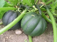 50+ Organic Heirloom Table Queen Acorn Winter Squash Seeds - Non-GMO - Fresh - Cucurbita pepo