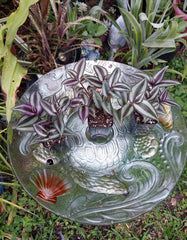 Tradescantia Zebrina "Silver Plus" Wandering Jew Plant in 2.5" Pot - Rooted Houseplant for Indoor Decor