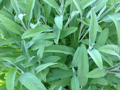 Sage Seeds 50 Ct Non-GMO Broadleaf Herb Garden Aroma Perennial Salvia officinalis
