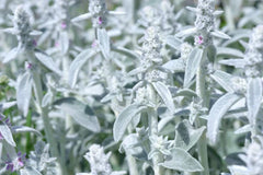 Rabbit Ear Plant Seeds | 30+ Seeds | Unique Varieties | Oregano Decumbens