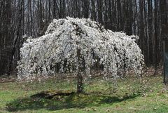 Weeping White Cherry Tree Seeds - 5 Pack - Flowering Ornamental Garden - Prunus subhirtella 'Pendula'