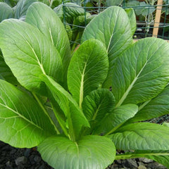 Komatsuna Mustard Spinach Seeds - Asian Japanese Variety for 2025 Planting - Brassica rapa subsp. nipposinica