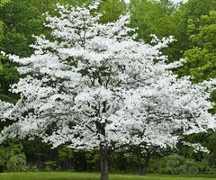 Cherokee Princess Dogwood Tree 18+ Inches Live Plant Cornus florida White Flowering Bare Root