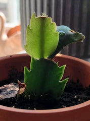 Thanksgiving/Christmas Cactus Rooted Cutting - Schlumbergera - Indoor Houseplant - Easy Care Plant