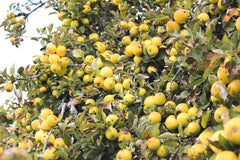 Golden Delicious Apple Tree Cuttings - 6 Organic Scions for Rooting & Grafting - Malus domestica