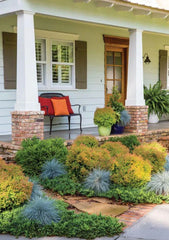 4-Pack 'Fire Chief' Arborvitae 5 Gallon Live Evergreen with Orange Fall Color - Thuja plicata 'Fire Chief'