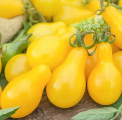 Yellow Pear Cherry Tomato Seeds - 100+ Non-GMO Indeterminate Garden Vegetables - Solanum lycopersicum