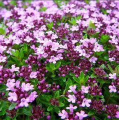 Mother of Thyme Herb Plug, 3"x3", Low-Growing Perennial, Thymus serpyllum, Pollinator-Friendly, Aromatic Ground Cover