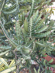 Large Rooted Dragon Bones Cactus Plant - Euphorbia Lactea Candelabra Milk Stripe - Unique Decorative Succulent