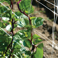 Red Stem Malabar Spinach Seeds - 75 Non-GMO Seeds - Basella alba "rubra" - Free Shipping USA