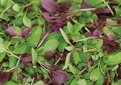 Basil Seed Mixture 1000+ Seeds - Fresh Culinary Herb Seeds for Cooking (Ocimum basilicum)