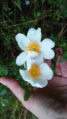 White Heirloom Climbing Rose Bush 1' Live Plant - Rosa Multiflora Baby Rambler