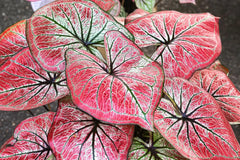 Scarlet O'Hara Caladium Bulbs - 6 Count, Colorful Perennial, Perfect for Planting - Caladium bicolor