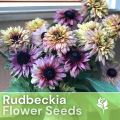 Rudbeckia Seeds - Vintage Mix - 125+ Annual Flower Seeds for Garden - Black-Eyed Susan