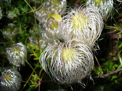 Golden Clematis Seeds for Planting, 30 Seeds, Clematis tangutica, Flowering Vine, Perennial Garden Plant