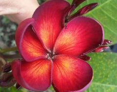 Jamaican Fire Plumeria Cutting - 3 Tip | Tropical Flowering Plant | Frangipani Variety - Perfect for Gardens