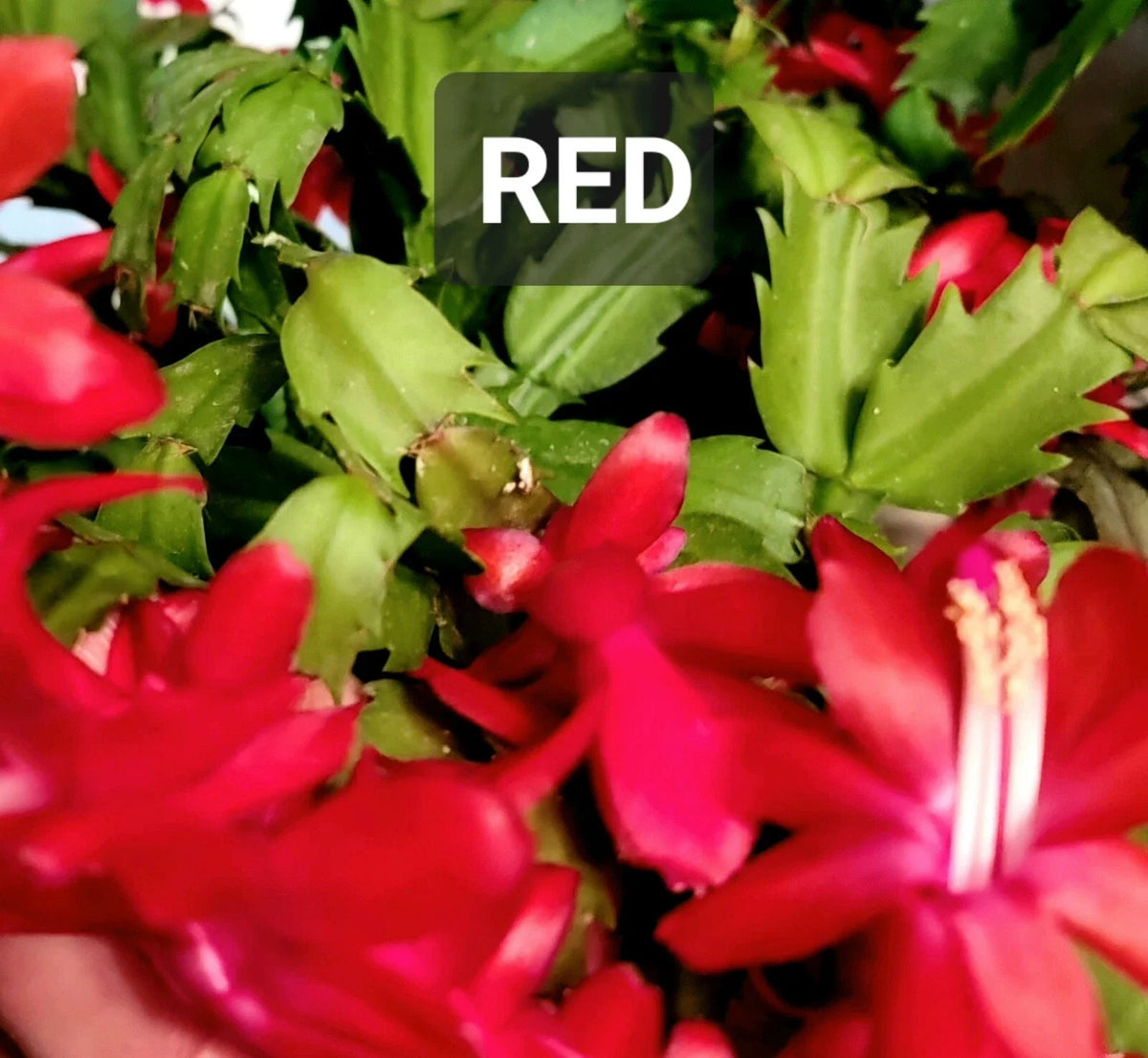 Thanksgiving Holiday Cactus Cuttings - Unrooted Schlumbergera - Perfect for Planting and Propagation