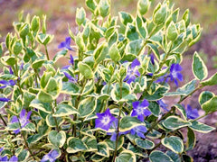 Variegated Vinca Vines - 6+ Plants, 10" for Pots or Ground Cover, Perennial (Vinca minor)