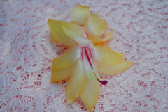 Christmas Cactus Starter Plant - Gold Fever - Schlumbergera Truncata - Healthy Well-Rooted Small Plant for Your Home Decor