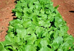 Heirloom Turnip Seeds - Seven Tops Variety - 500 to 2000 Seeds - Cold Hardy Greens - Brassica rapa