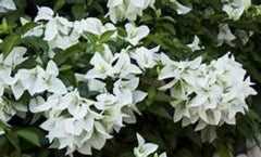 Live Bougainvillea Starter Plant - MS. ALICE Variety - Well Rooted - Bougainvillea spp. - USA Seller