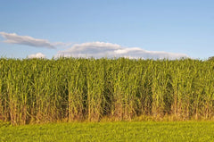 Switchgrass Seeds for Planting - Fast Growing Hardy Prairie Grass - Biofuel Use (Panicum virgatum)
