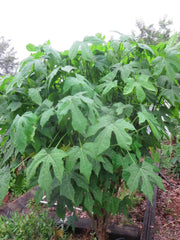 Chaya Cuttings - Organic Spineless Chaya Mansa Maya Spinach Tree - 5 Plant Cuttings - Great for Edible Gardens