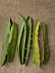 Lot of 6 Dragon Fruit Cuttings & 1 Rooted Plant - 2 Vietnam White, 3 Red, 2 Purple - Hylocereus spp.