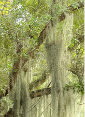 Live Spanish Moss Airplant - 5 Gallon Freshly Picked Orlando Variety - Tillandsia usneoides