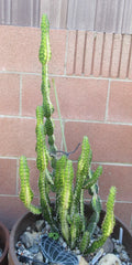 Euphorbia 'Watusi' Cutting 6" - Bill Baker Hybrid Rare Succulent Plant